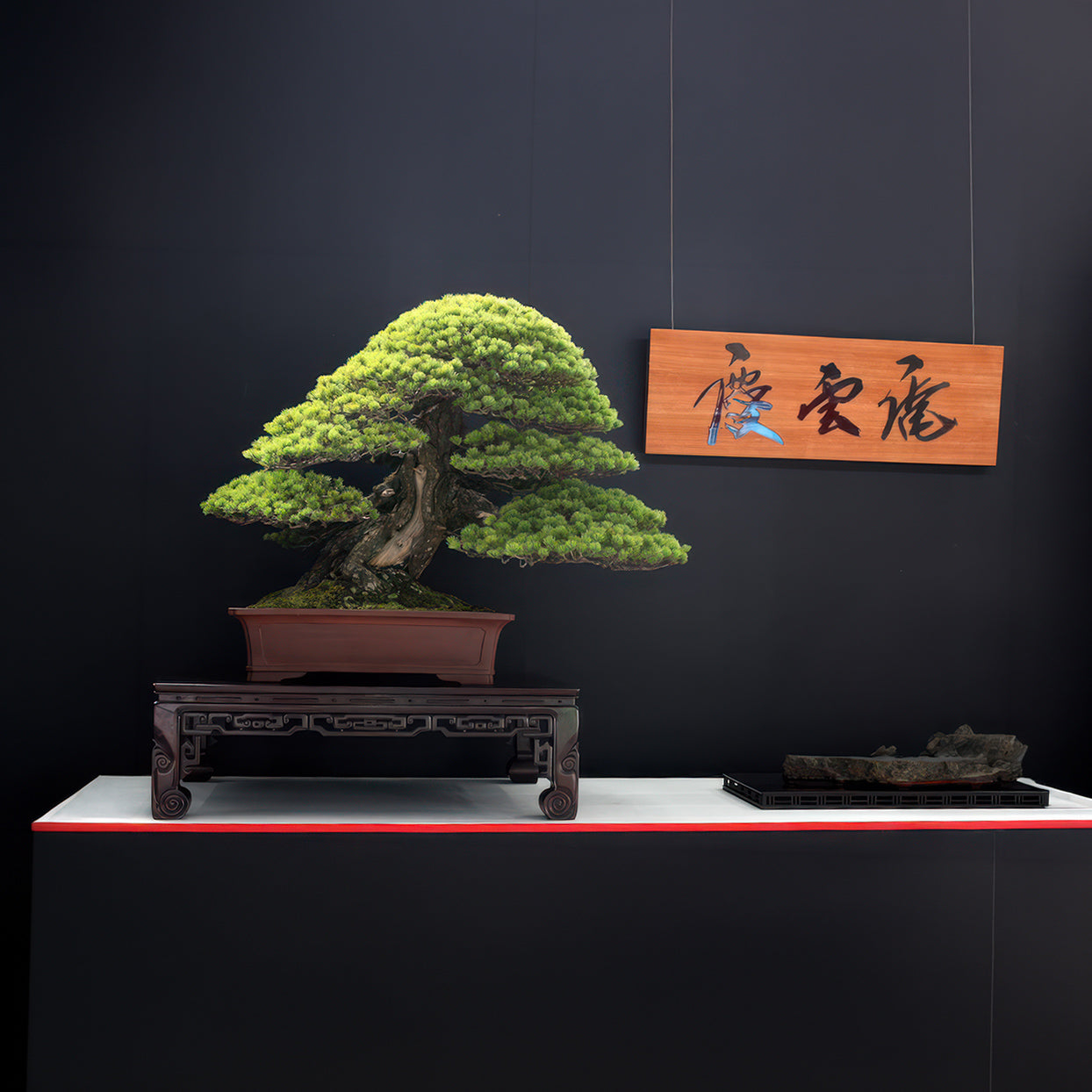 Japanese Bonsai